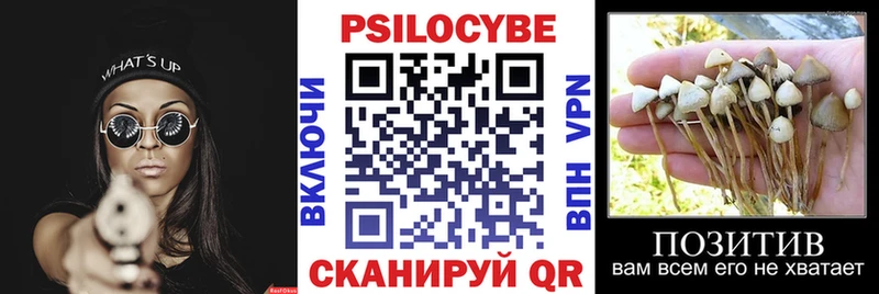 Галлюциногенные грибы Psilocybe  Суворов 
